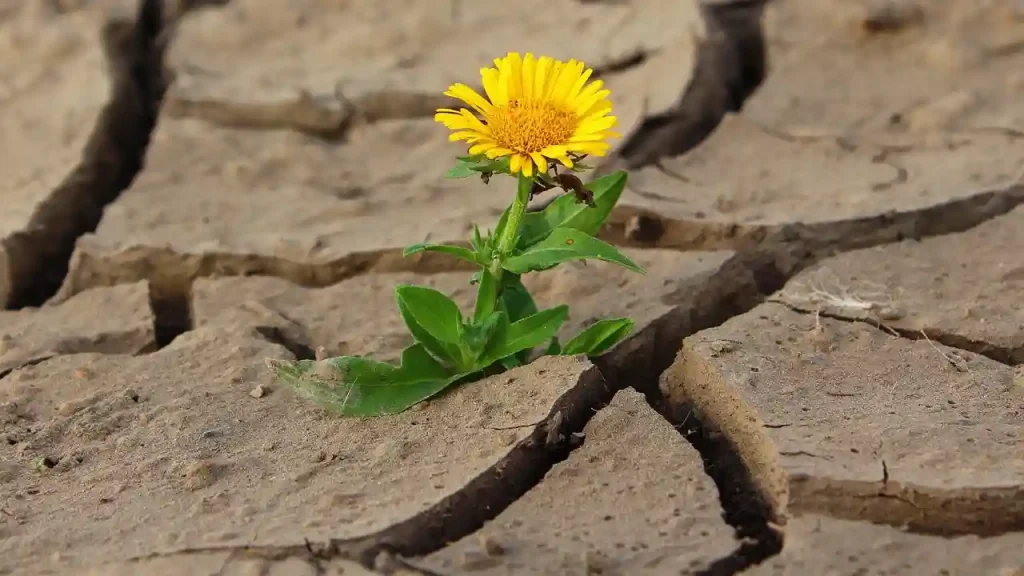 Richmond Hill, Nowhere to Go